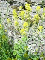 Weinbergwanderung im Rheingau - 04 Färberwaid (Bildautor: Dr. Wolfgang Heinemann)